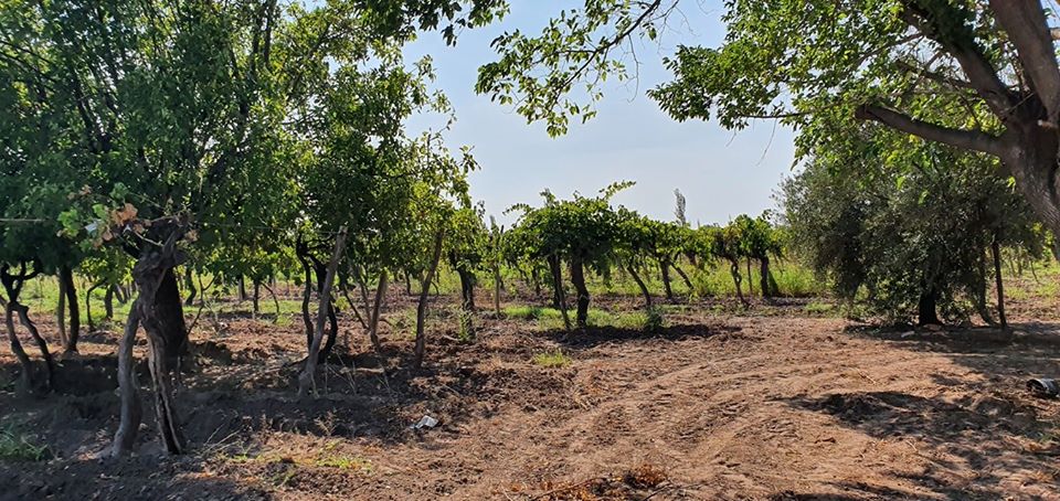 89352440_884207835388331_6013440383223070720_o