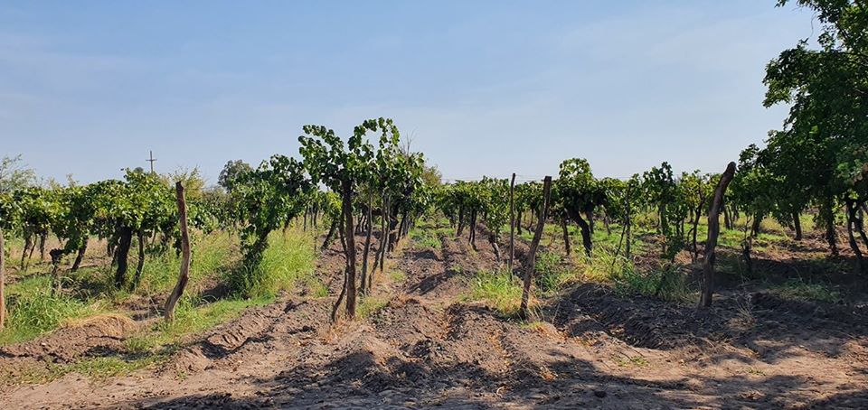 89422802_884207892054992_3484315132530524160_o